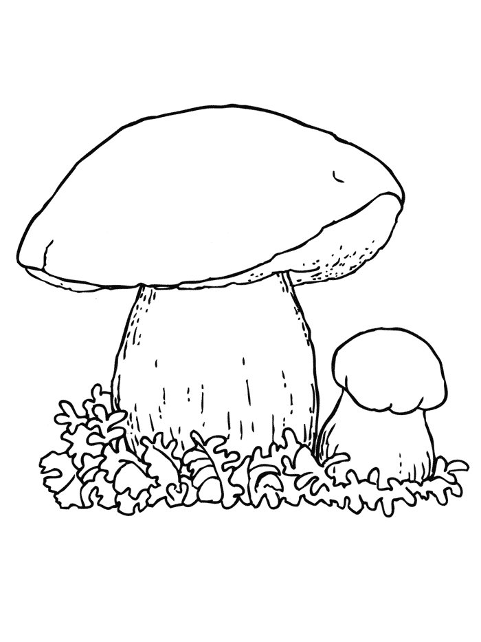 Белый гриб Раскраски Раскраски грибы