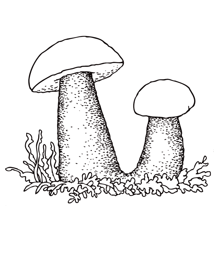 Подосиновик Раскраски Раскраски грибы