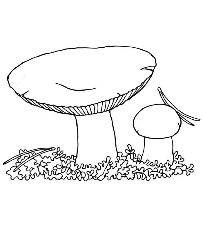 Сыроежка Раскраски Раскраски грибы