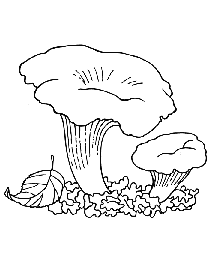 Гриб лисичка Раскраски Раскраски грибы