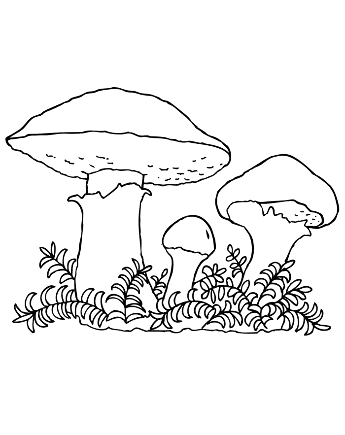 Маслята Раскраски Раскраски грибы
