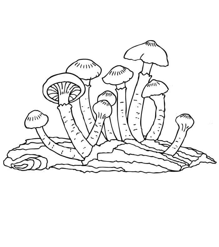 Опята Раскраски Раскраски грибы