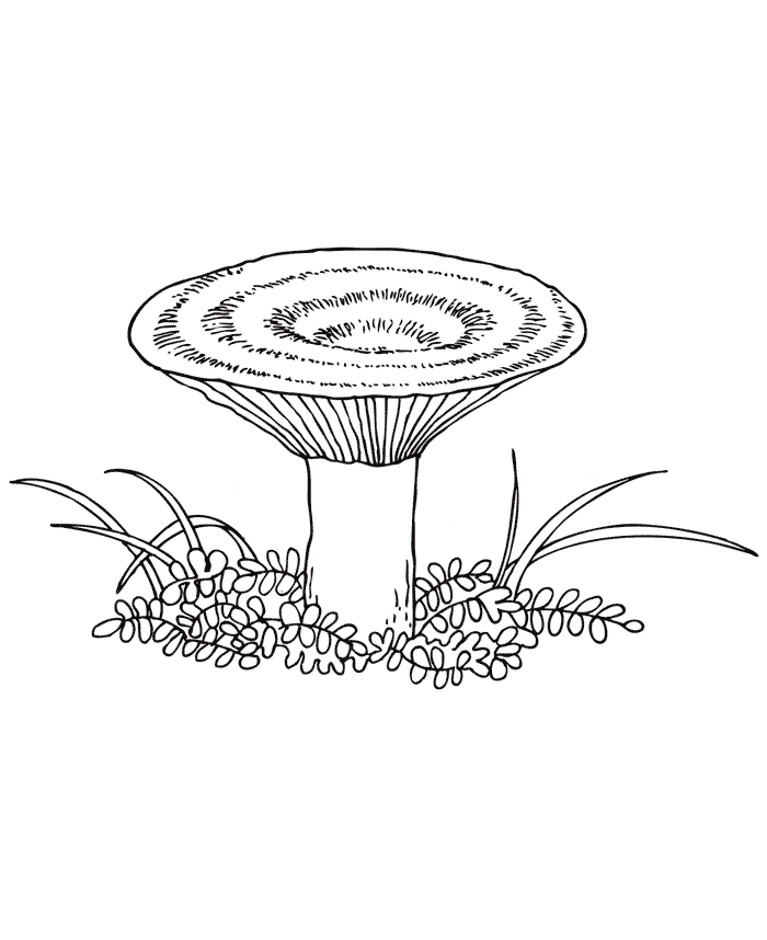 Рыжик Раскраски Раскраски грибы